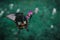 Papilio polytes, theÂ common Mormon sitting on pink flower